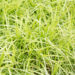 Carex muskingumensis palmilehine tarn (2)
