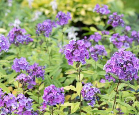 Phlox paniculata `Blue Paradise` leeklill (1)