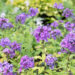 Phlox paniculata `Blue Paradise` leeklill (1)