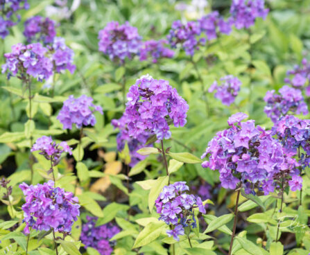 Phlox paniculata `Blue Paradise` leeklill (2)