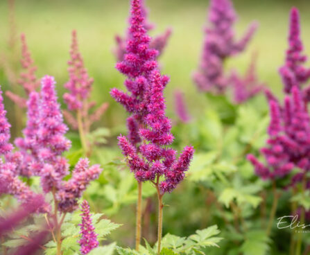 Astilbe chinensis `Vision in Red` hiina astilbe (1)