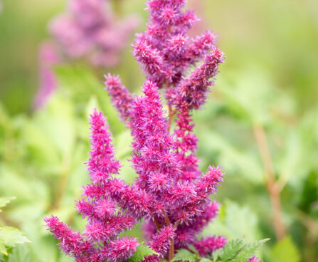 Astilbe chinensis `Vision in Red` hiina astilbe (2)