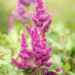 Astilbe chinensis `Vision in Red` hiina astilbe (2)