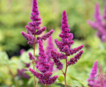 Astilbe chinensis `Vision in Red` hiina astilbe (3)