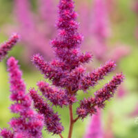 Astilbe chinensis `Vision in Red` hiina astilbe (4)