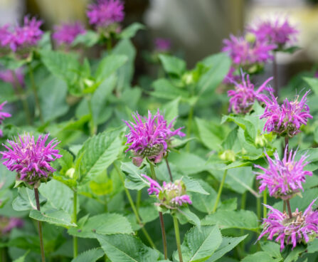 Monarda didyma `Knight Violet` aed-monarda (1)