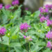 Monarda didyma `Knight Violet` aed-monarda (1)