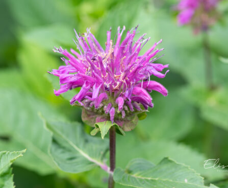 Monarda didyma `Knight Violet` aed-monarda (2)