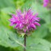 Monarda didyma `Knight Violet` aed-monarda (2)