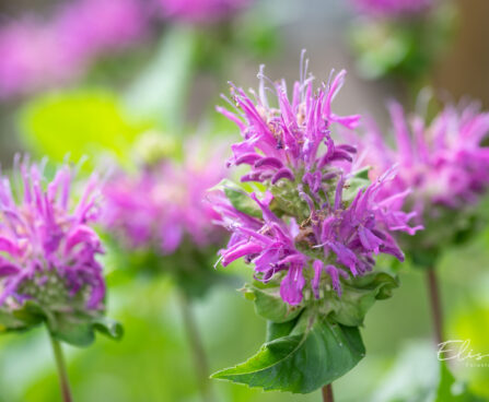 Monarda didyma `Knight Violet` aed-monarda (3)