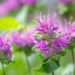 Monarda didyma `Knight Violet` aed-monarda (3)