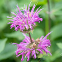 Monarda didyma `Knight Violet` aed-monarda (4)