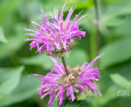 Monarda didyma `Knight Violet` aed-monarda (4)