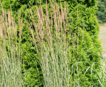 Calamagrostis x acutiflora `Overdam` teravaõieline kastik (1)