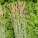 Calamagrostis x acutiflora `Overdam` teravaõieline kastik (1)
