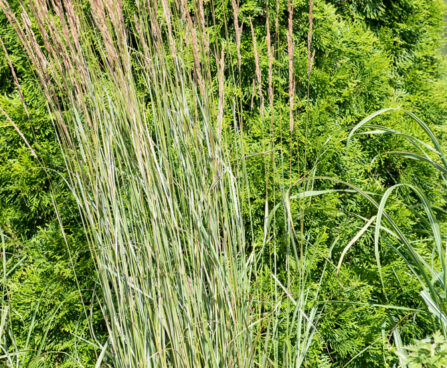 Calamagrostis x acutiflora `Overdam` teravaõieline kastik (2)