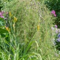 Caragana arborescens `Walker` läätspuu