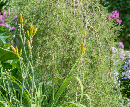 Caragana arborescens `Walker` läätspuu