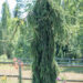 Picea abies `Inversa` harilik kuusk