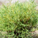 Thuja occidentalis `Mr. Bowling Ball` har.elupuu (1)