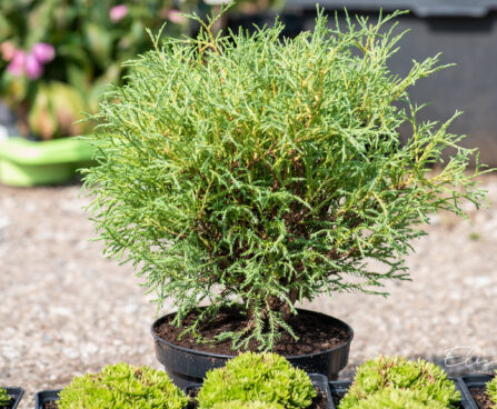 Thuja occidentalis `Mr. Bowling Ball` har.elupuu (2)