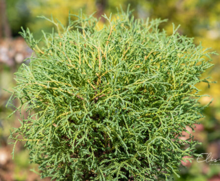 Thuja occidentalis `Mr. Bowling Ball` har.elupuu (4)