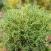 Thuja occidentalis `Mr. Bowling Ball` har.elupuu (4)