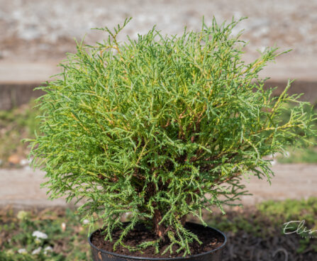 Thuja occidentalis `Mr. Bowling Ball` har.elupuu (5)