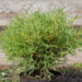 Thuja occidentalis `Mr. Bowling Ball` har.elupuu (5)