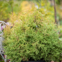 Thuja occidentalis `Rheingold` elupuu