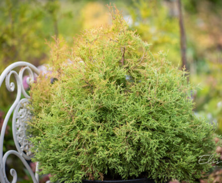 Thuja occidentalis `Rheingold` elupuu