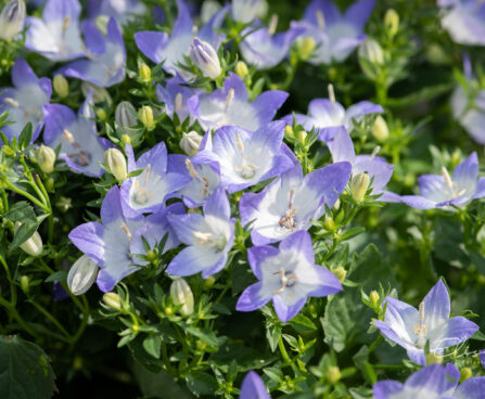 Campanula `Berlin Bicolor` kellukas (1)