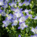 Campanula `Berlin Bicolor` kellukas (1)