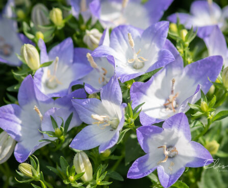 Campanula `Berlin Bicolor` kellukas (2)