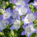 Campanula `Berlin Bicolor` kellukas (2)