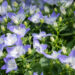 Campanula `Berlin Bicolor` kellukas (3)