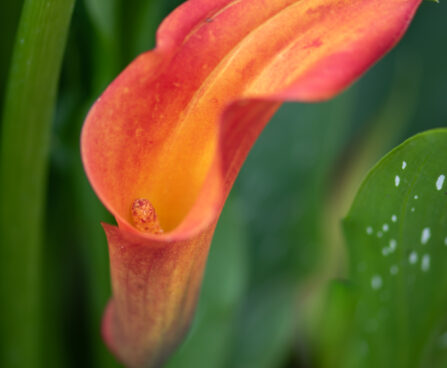 Calla Morning Sun kalla (1)