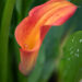 Calla Morning Sun kalla (1)