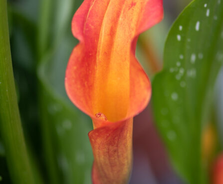 Calla Morning Sun kalla (2)