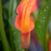 Calla Morning Sun kalla (2)