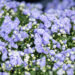 Campanula `Blue Bali` kellukas (1)