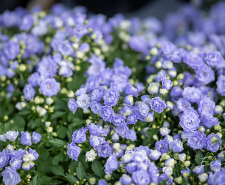 Campanula `Blue Bali` kellukas (2)