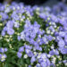 Campanula `Blue Bali` kellukas (2)