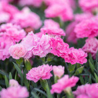 Dianthus I love U nelk (2)