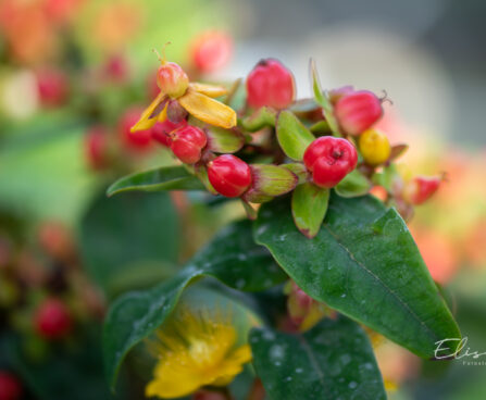 Hypericum mix naistepuna (3)