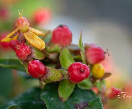 Hypericum mix naistepuna (4)