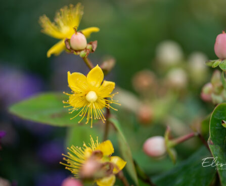 Hypericum mix naistepuna (5)