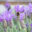 Lavandula lavendel (2)