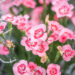 Dianthus `Peach Party` nelk (1)