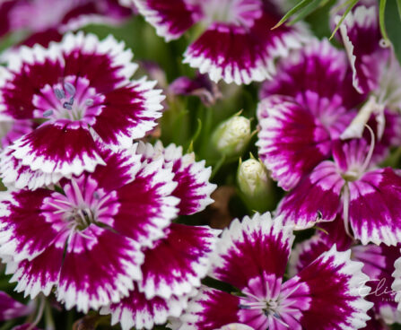 Dianthus barbatus habenelk (1)